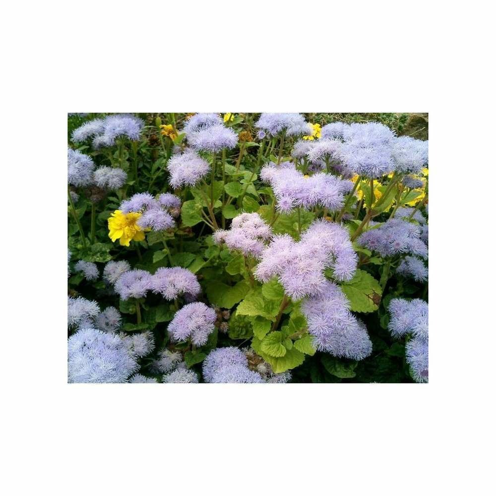 AgÃ©ratum nain ImpÃ©rial bleu