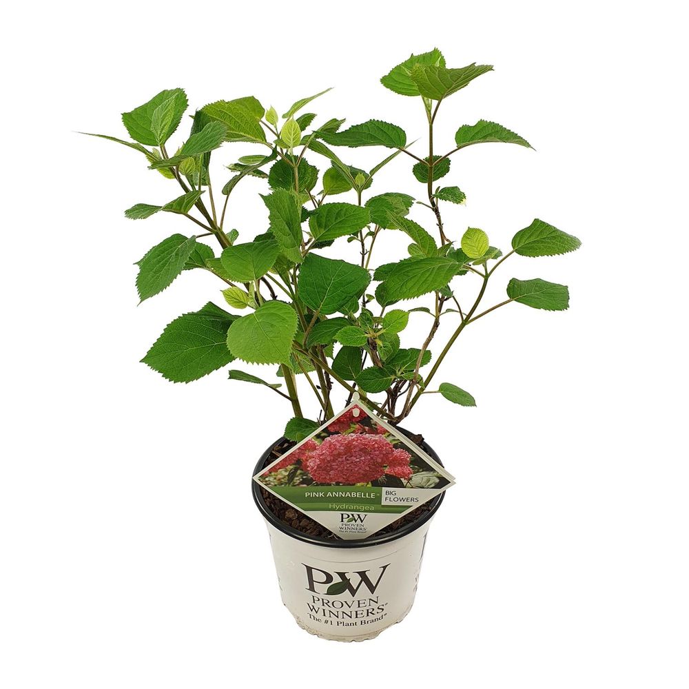 Hydrangea arbo. 'rose annabelle' - arbre et arbuste - h30 cm - ø19 cm - plante d'extérieur