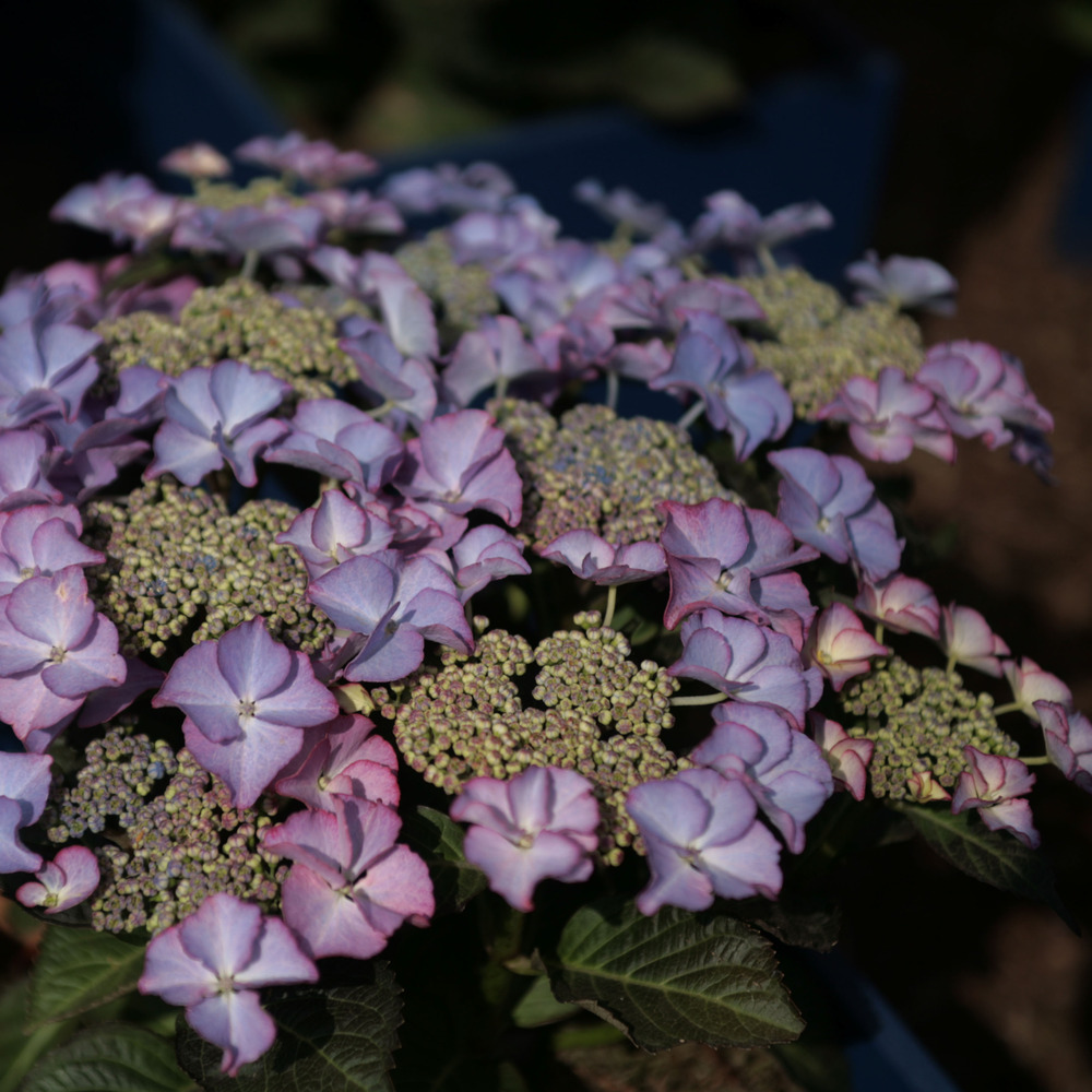 Hortensia 'tiffany' pot de 4l/5l