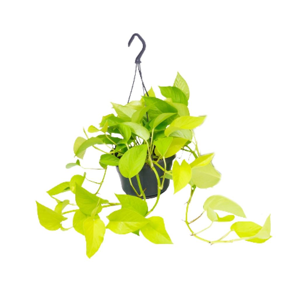 Epipremnum golden pothos - scindapsus - ø15 - ↕25cm - plantes d'intérieur