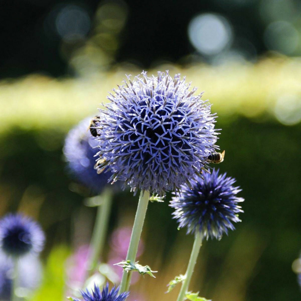 Boule azurée blue globe, echinops lot de 3 godets