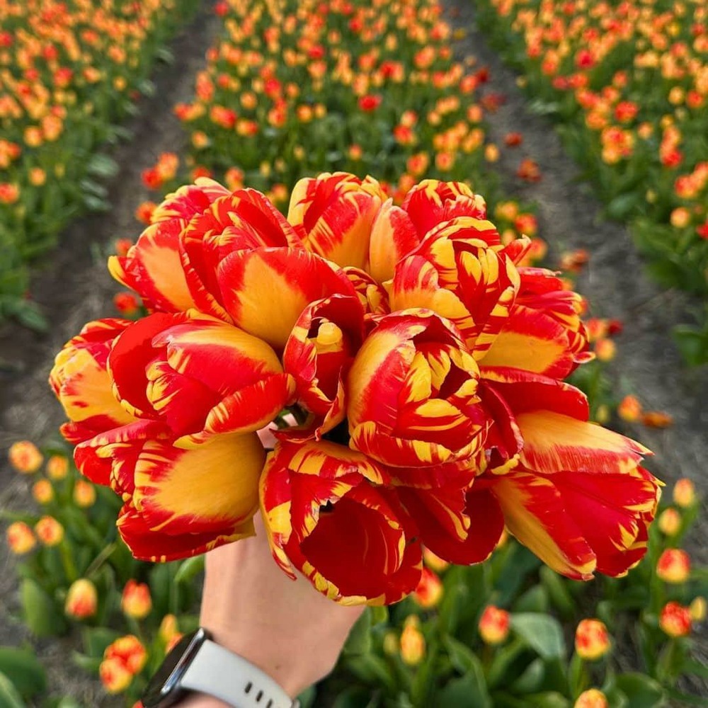 Tulipe 'banja luka' - 15 bulbes - taille 12+