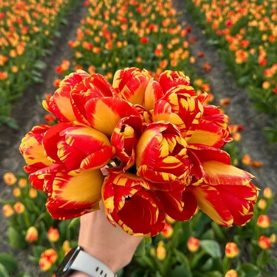 Tulipe 'banja luka' - 15 bulbes - taille 12+