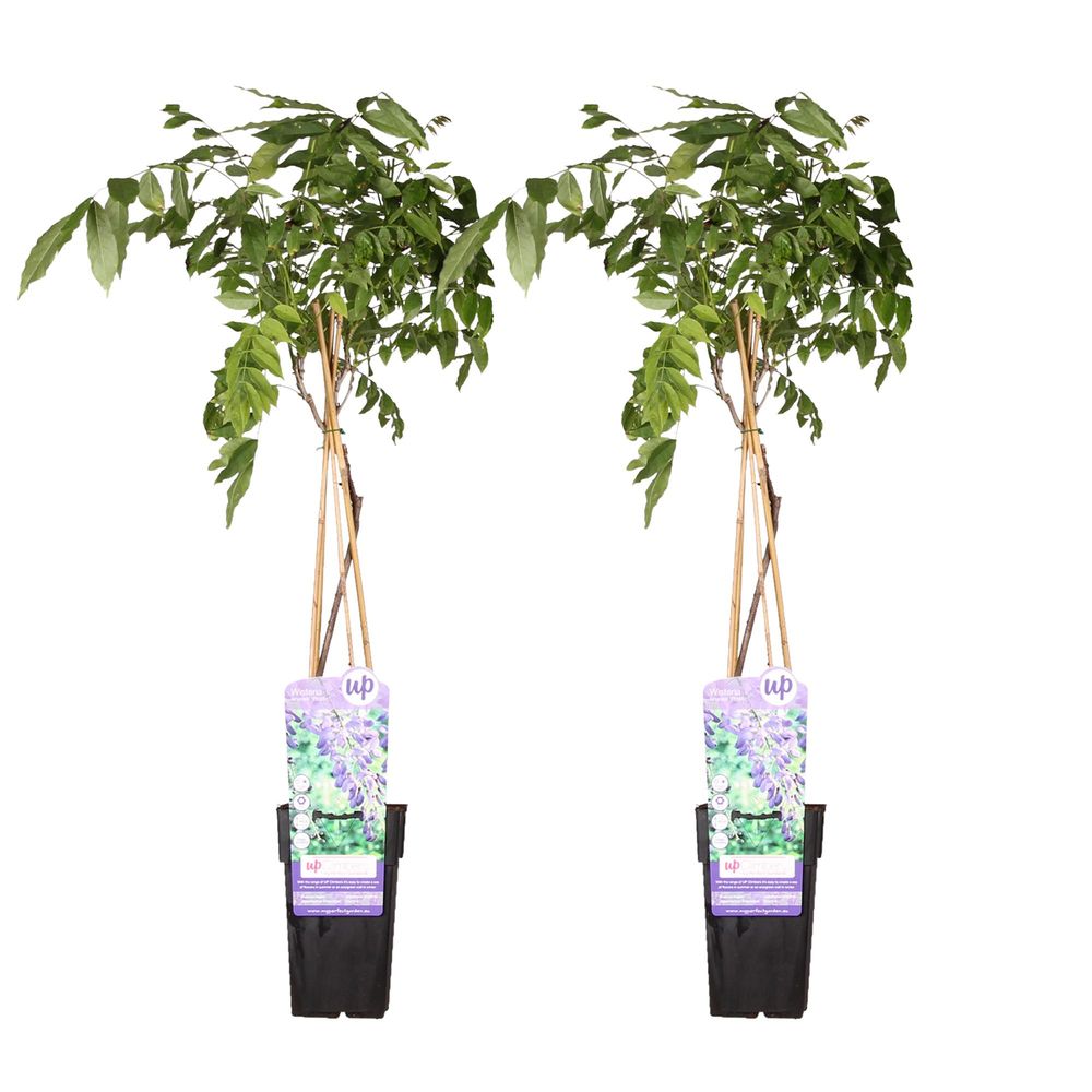 Lot de 2 - wisteria sinensis 'prolific' - h65 cm - ø15 cm - plante d'extérieur