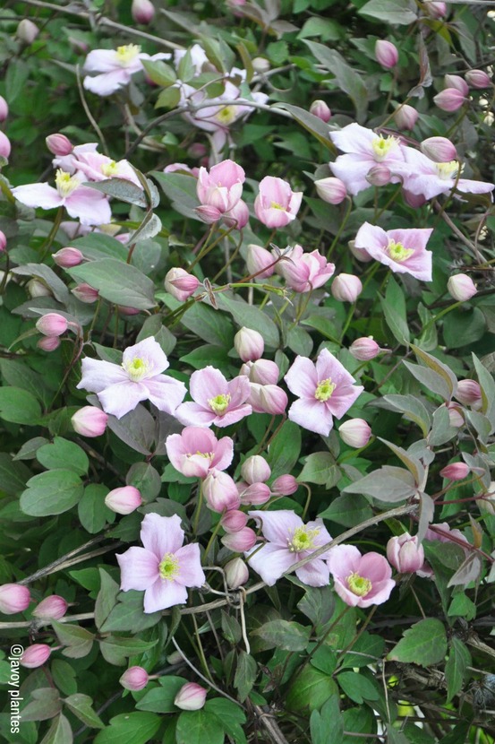 Clématite 'mayleen' - en pot de 1,5 litres