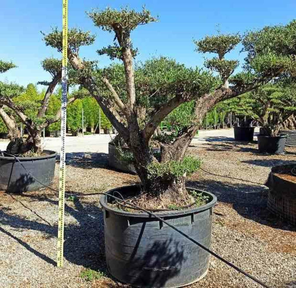 Olea europaea (oliviers) multi-plateaux pot de 250l 175/200cm