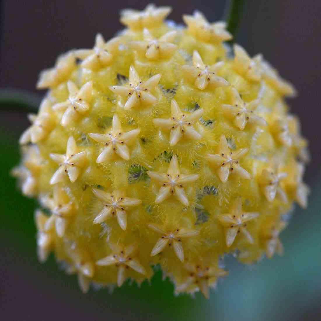 Hoya mindorensis (lite yellow) (fleur de porcelaine, fleur de cire)   jaune - taille pot de 2 litres - 20/40 cm