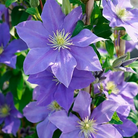 Clématite 'fuji musume' - clematis 3l - 60/90cm