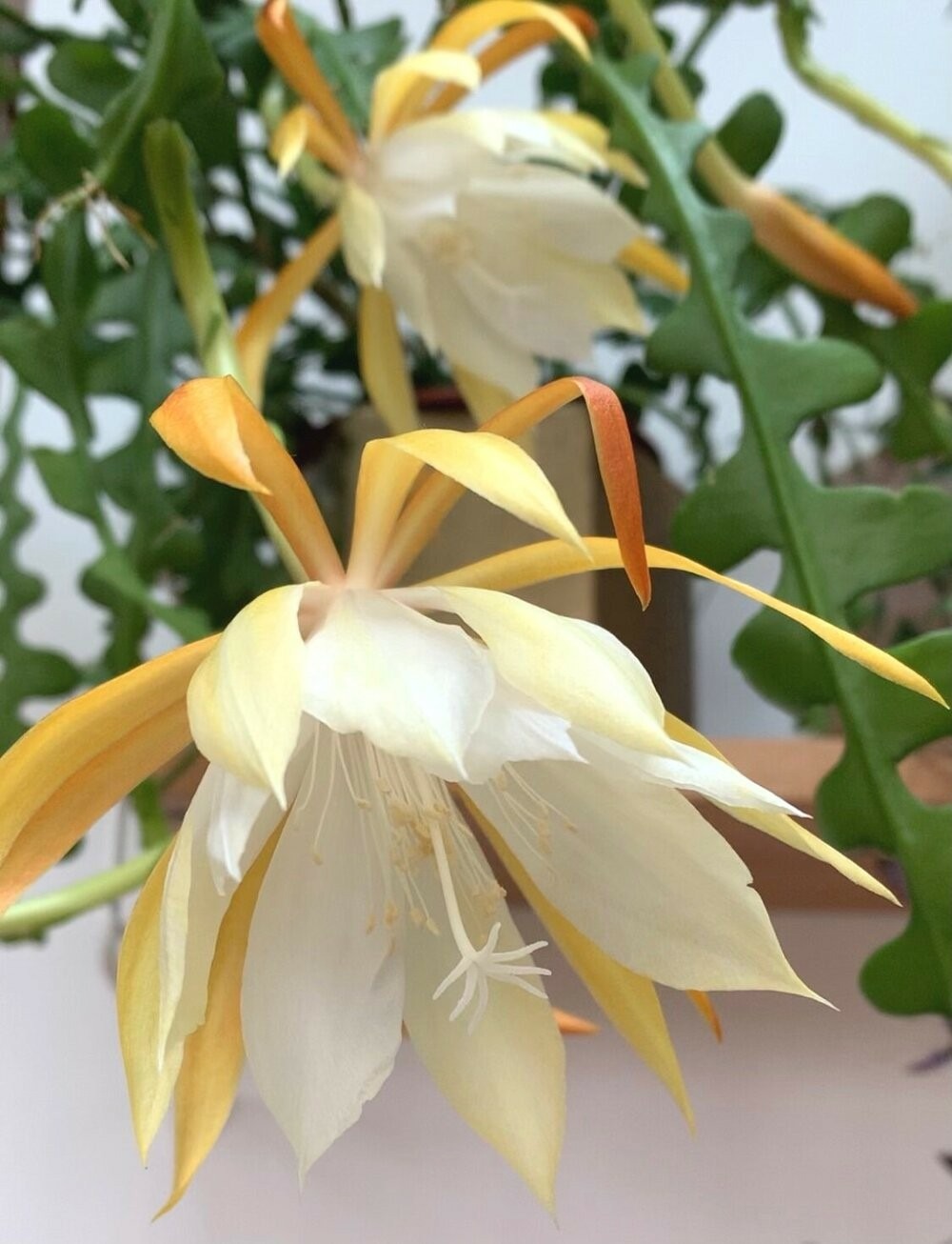 Epiphyllum anguliger - pot de 5,5cm