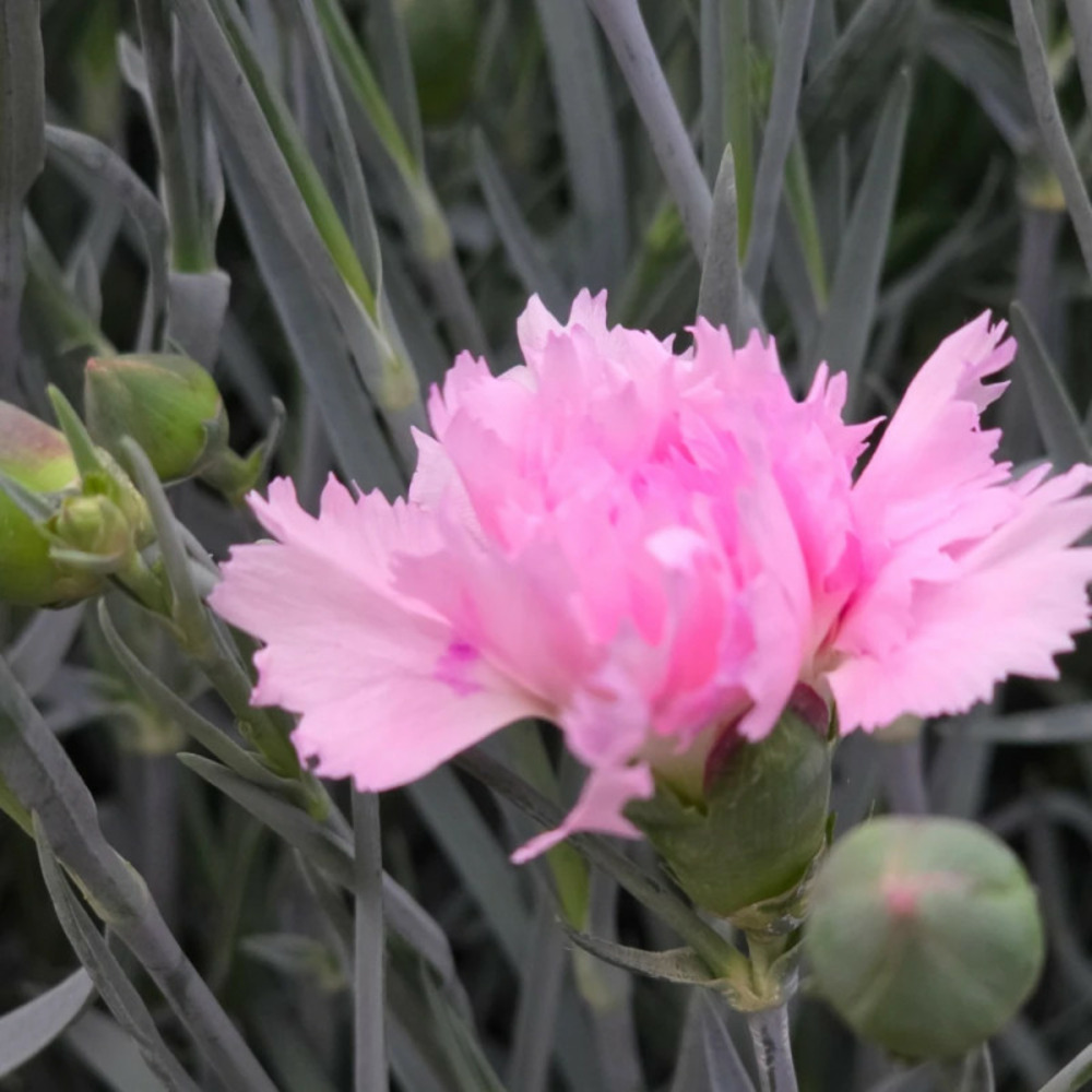 Oeillet mignardise candy floss pot de 1 litre