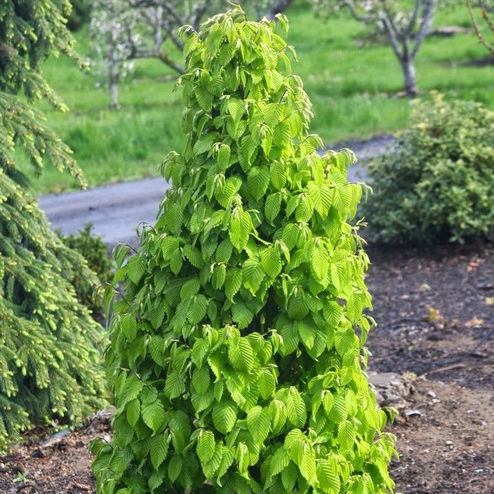 Charme commun 'monumentalis' pot de 7,5l/10l