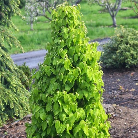 Charme commun 'monumentalis' pot de 7,5l/10l