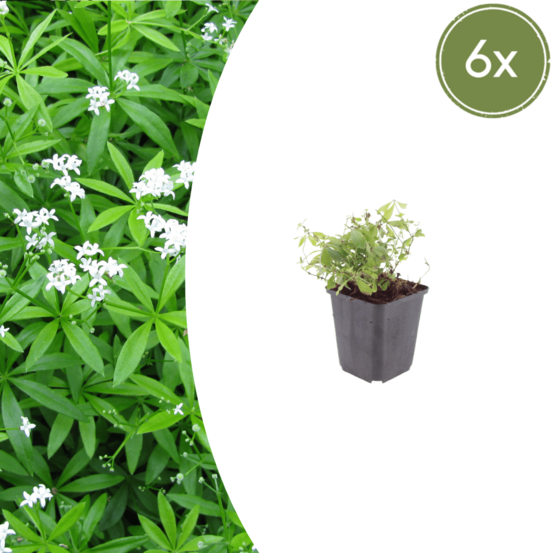 Aspérule odorante (galium odoratum) '' - 6