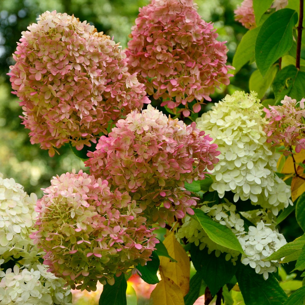 Hortensia paniculé romantic ace® renvagor - le pot / 8cm