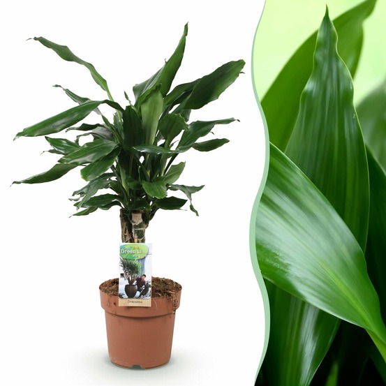 Dracaena fragrans steudneri – pot 17 cm – hauteur 50-55 cm