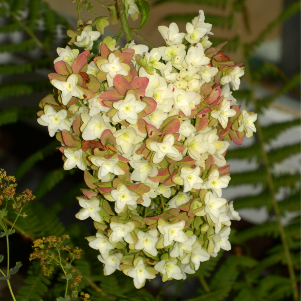 Hortensia querc snowflake - hydrangea querc snowflake 40/50 cm pot 3l