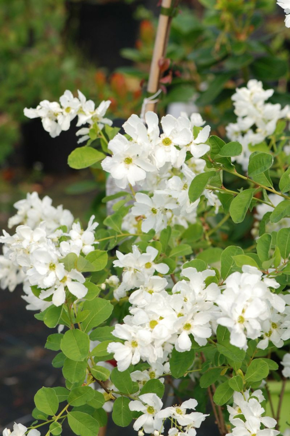 Exochorda snow day ? Blizzard' - en pot de 7.5 litres