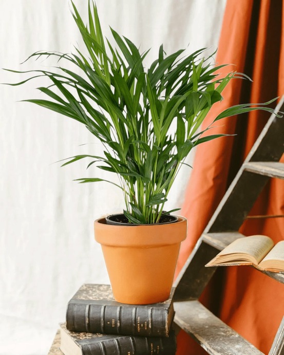 Palmier areca 60cm - plante d'intérieur