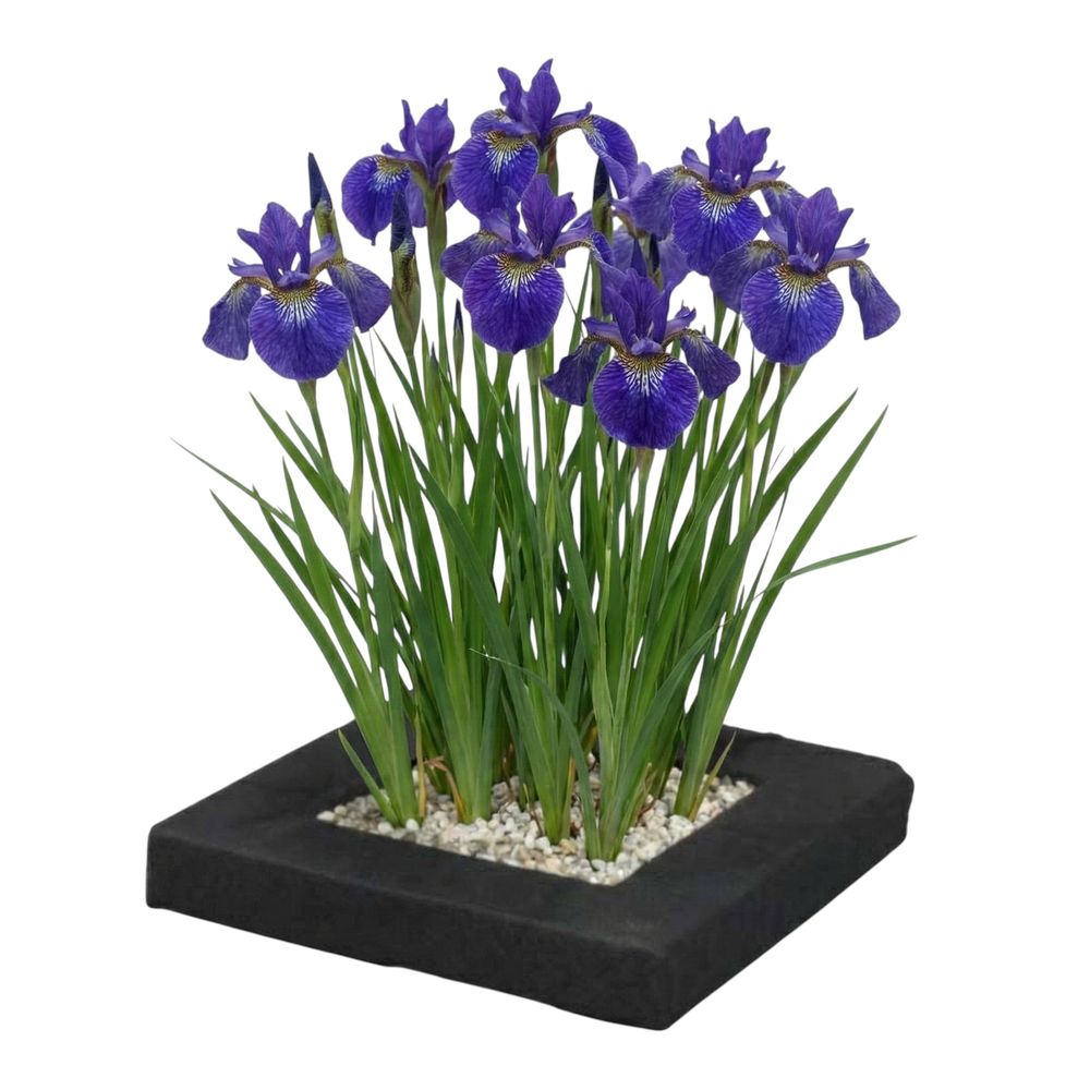Îlot végétal pour bassin iris blue lot de 4 plantes