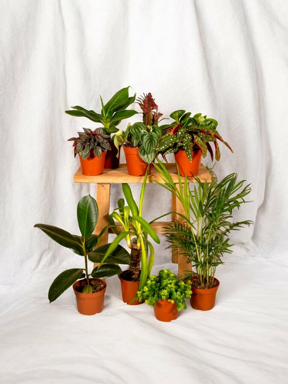 Box de 8 plantes surprises 30cm - plante d'intérieur