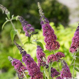 Buddleia Davidii Flower Power C 4l Truffaut Buddleia Davidii Flower Power C 4l Truffaut