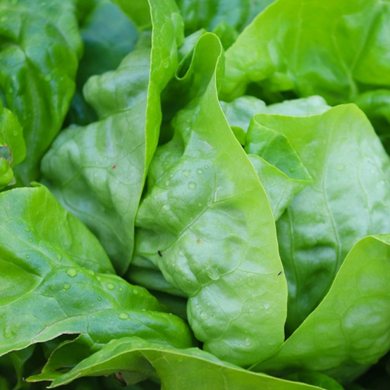 Graines de laitue batavia iceberg - prix malin sachet