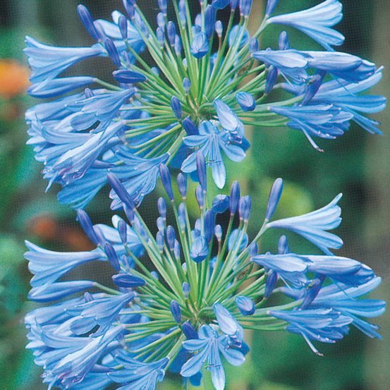 Agapanthes bleu - 2 bulbes