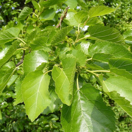Mûrier platane lujijama, morus pot de 30l - tige 8/10