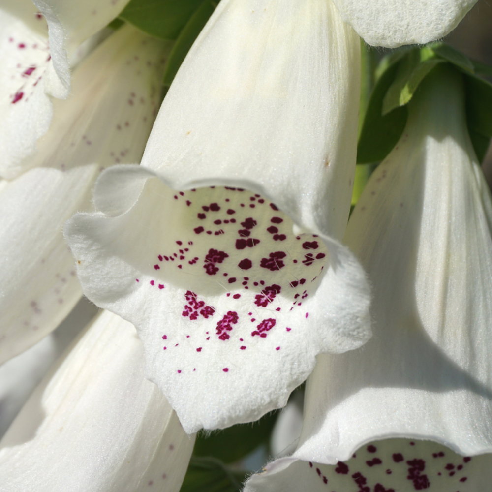 Digitalis purpurea snow thimble - digitale pourpre - 10 cm godet de 9 cm