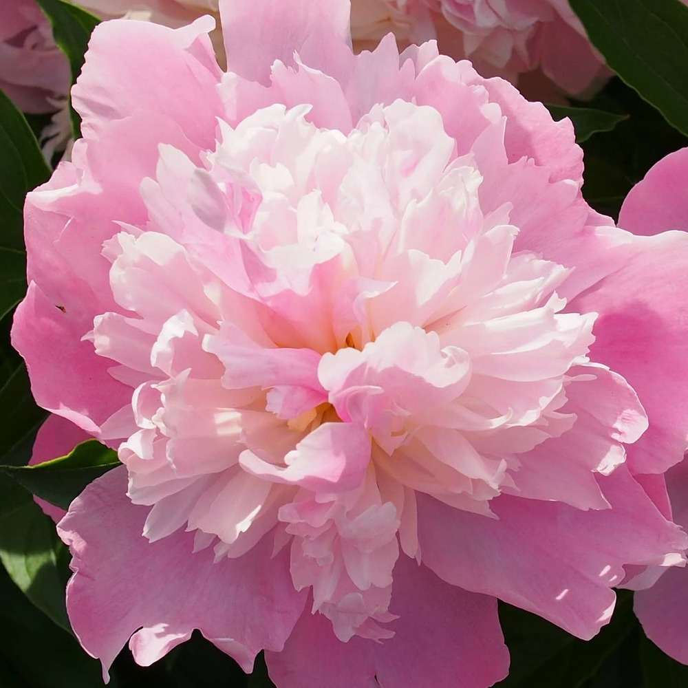 Pivoine de chine 'monsieur jules elie' pot de 3l/4l