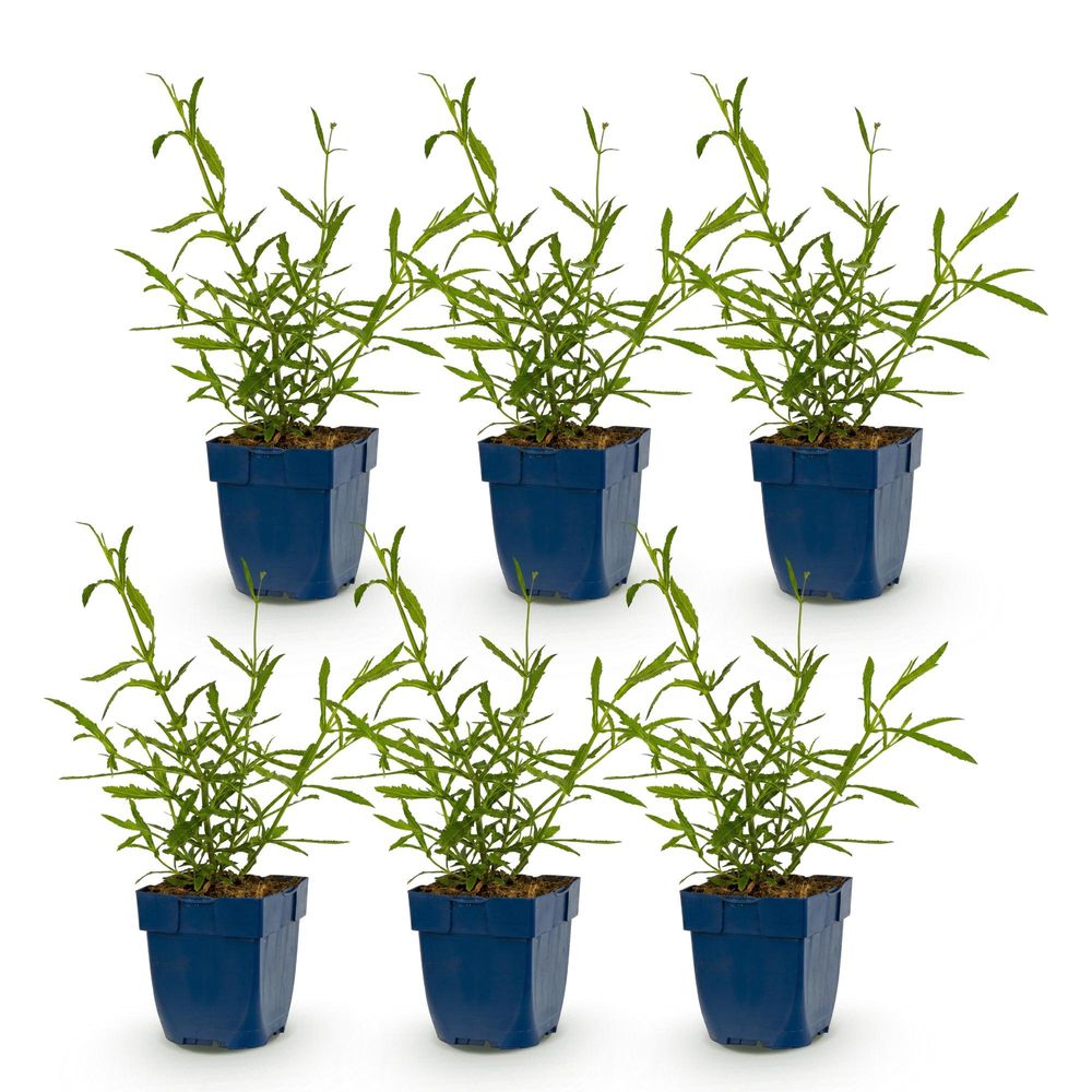 Verveine de buenos aires 'lollipop' - lot de 6 - pot 11 cm - hauteur 25 cm - plante d'extérieur