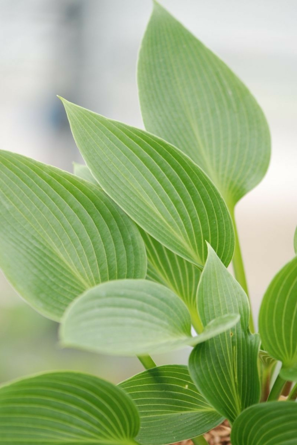 Hosta el nino' - en pot de 1,3 litres