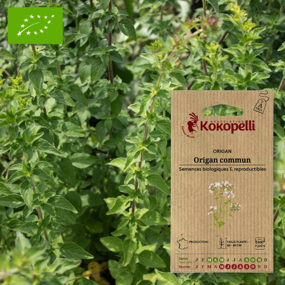 Graines bio à semer - origan commun