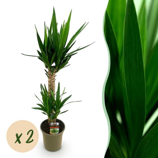 Yucca elephantipes - yucca - pot de 19cm - hauteur de 12cm - plantes d'intérieur