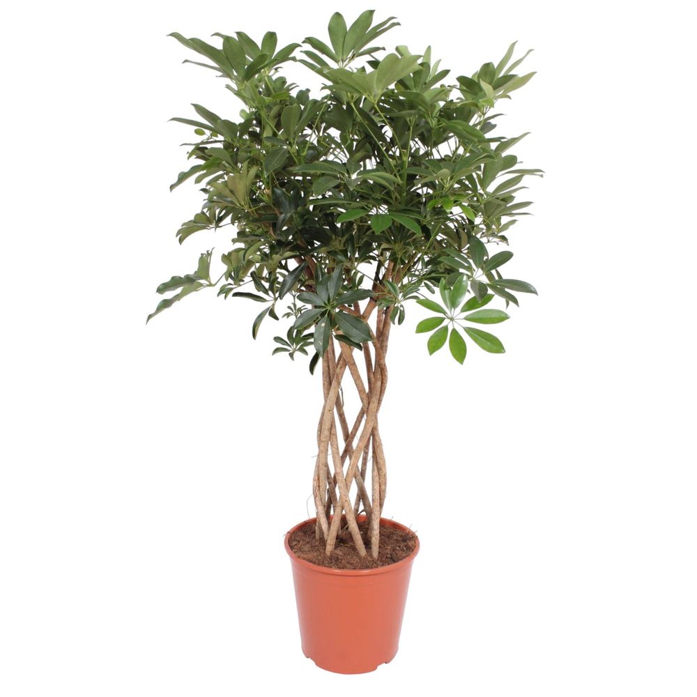 Schefflera arboricola compacta - plantes d'intérieur