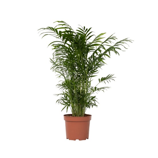 Palmier de salon - chamaedorea elegans - hauteur 50-60cm - ⌀17cm