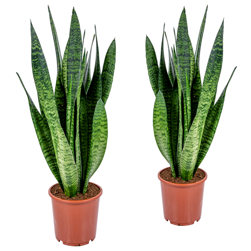 Lot de 2 - sansevieria zeylanica - langue de belle-mère - hauteur 50-70 cm - pot 17 cm