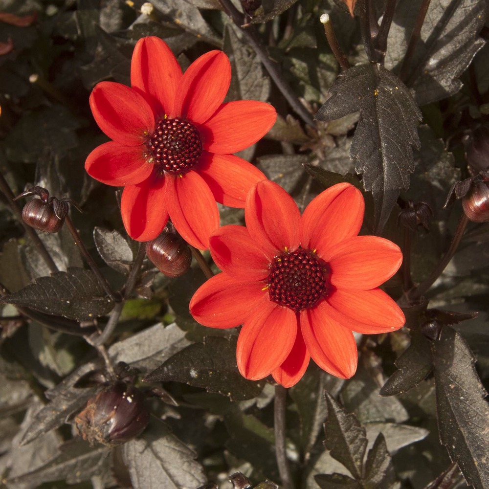 Dahlia ''pulp fiction'' bulbe calibre i