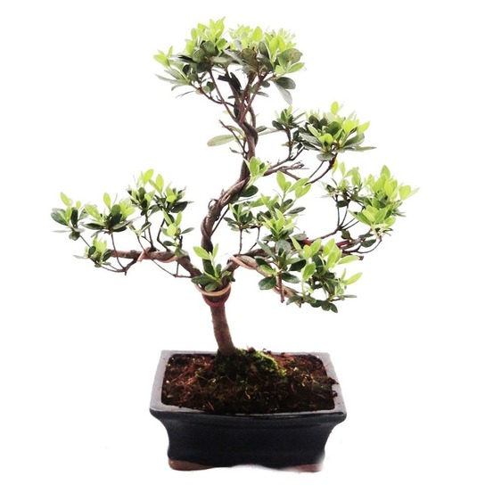 Bonsaï d'extérieur rhododendron simsii - azalée 15cm