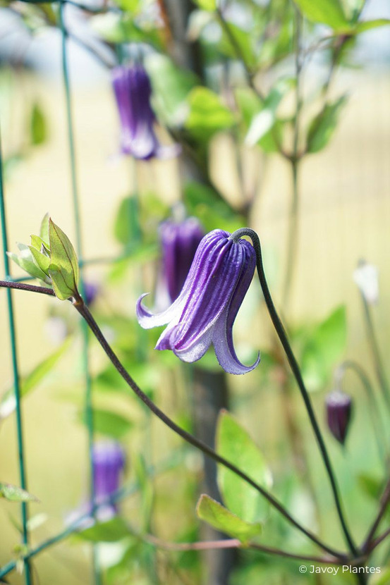 Clématite integrifolia 'roguchi' - en pot de 3 litres