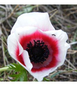 Anémone de caen, anémone des fleuristes 'bicolor' bulbe calibre 4+ (par 10)