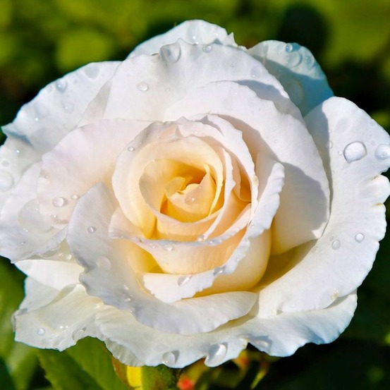Rosier grimpant 'iceberg' (rosa 'iceberg')
