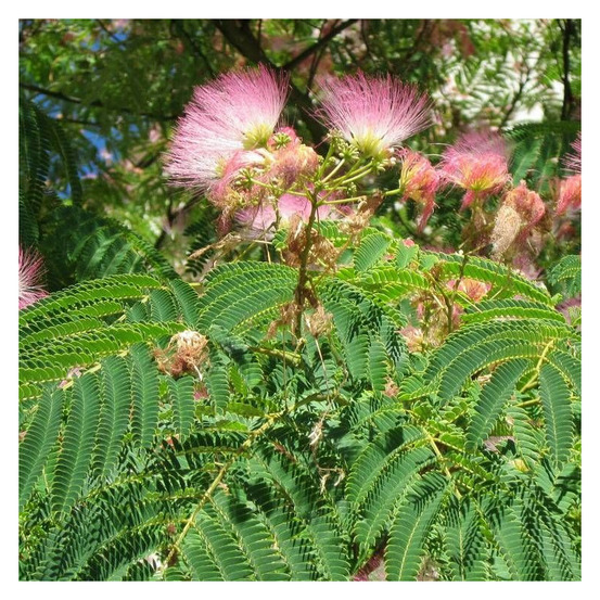 Arbre à soie ombrella® 'boulbri', albizia pot de 7,5l - 60/80 cm