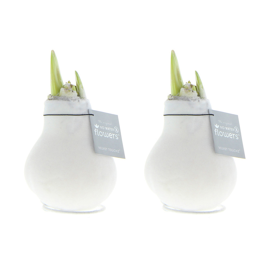 Lot de 2 - bulbe d’amaryllis en cire - hauteur 15-25 cm - pousse jusqu’à 40-60 cm - ø 10 cm