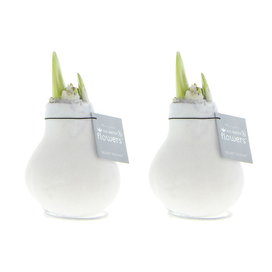 Lot de 2 - bulbe d’amaryllis en cire - hauteur 15-25 cm - pousse jusqu’à 40-60 cm - ø 10 cm