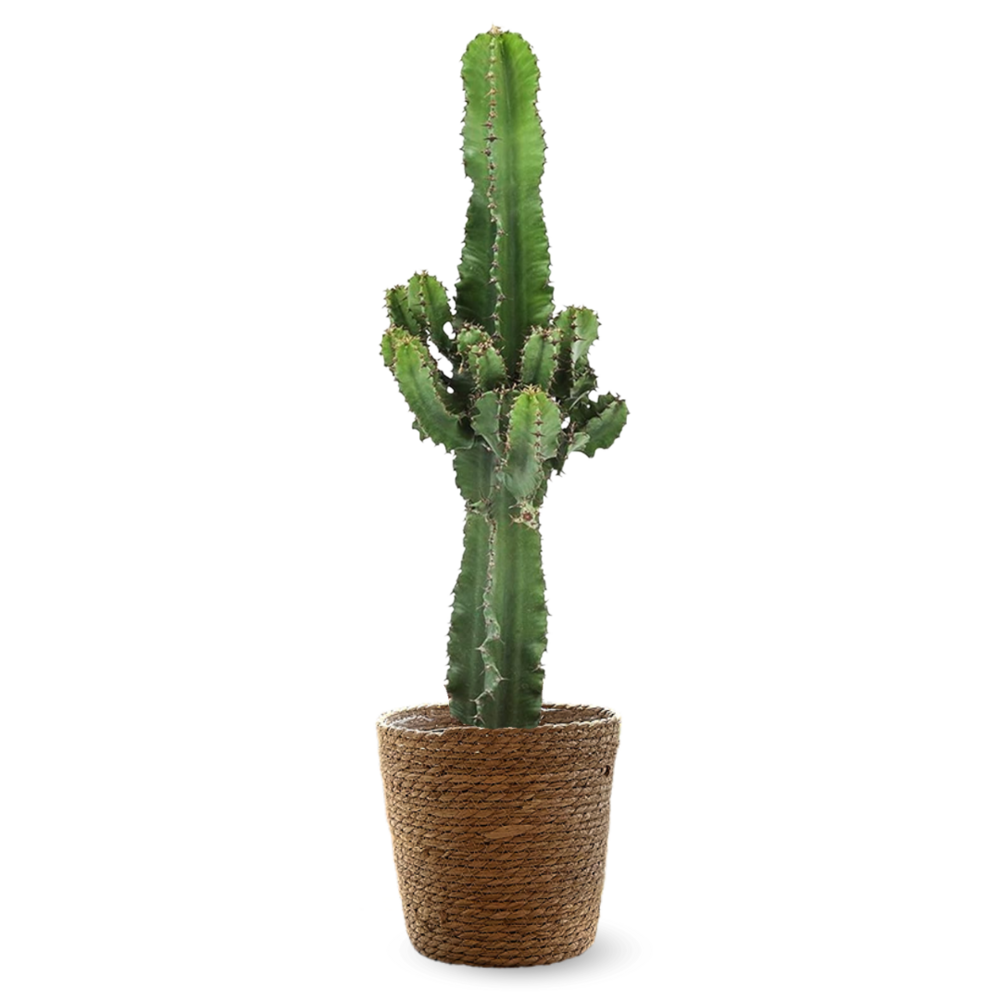 Euphorbia eritrea avec panier en jonc de mer - cowboy cactus - ↕ 90-100 cm - ⌀ 21 cm - cactus et plantes grasses