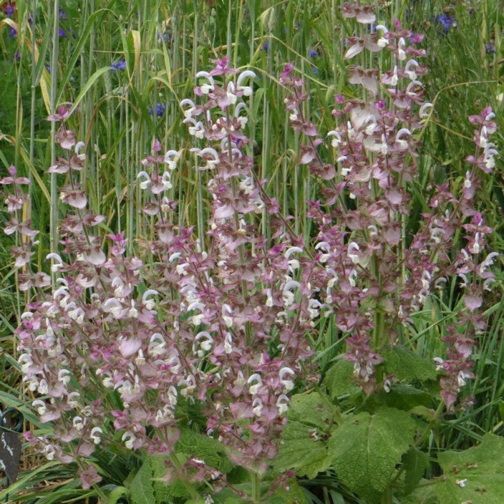 Sauge sclarée godet - 5/20 cm