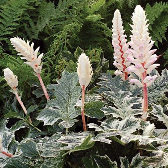 Acanthe 'whitewater' pot de 1l/1,5l
