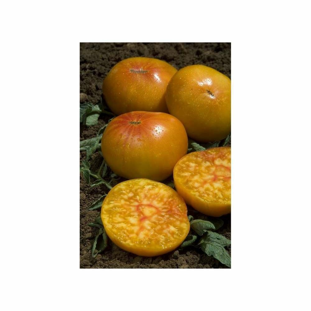 Graines de tomate ananas