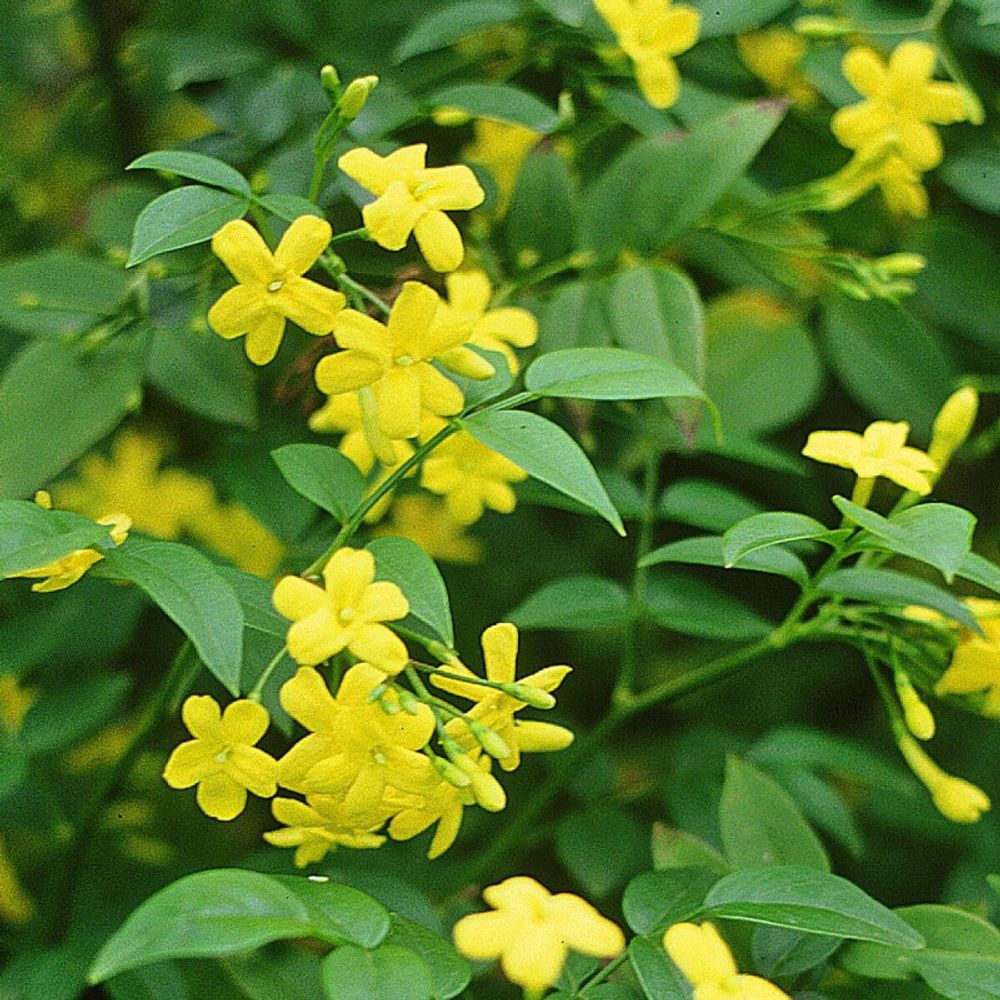 Jasmin primevère pot de 3l - echelle bambou 60/120 cm
